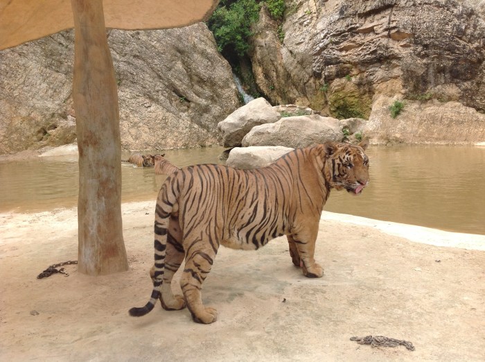 I am standing a few feet away from this playful tiger