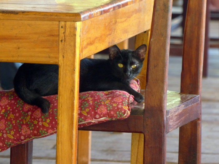 The cat in her new home