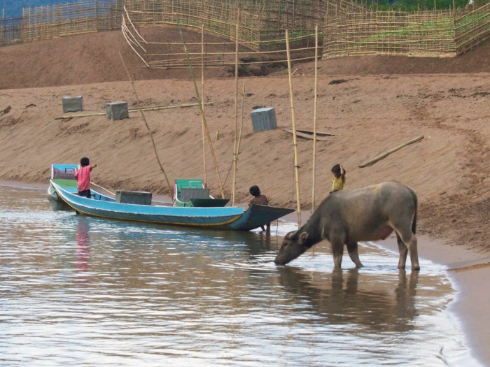 Water Buffalo and village on the river