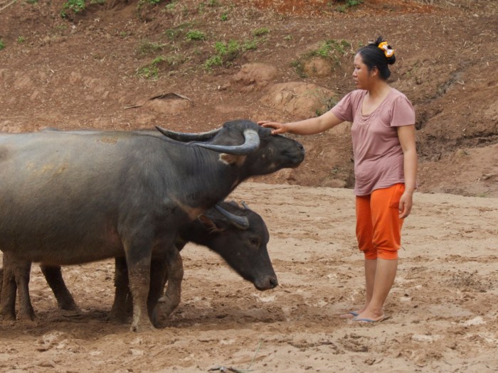 Woman caring for the buffalo