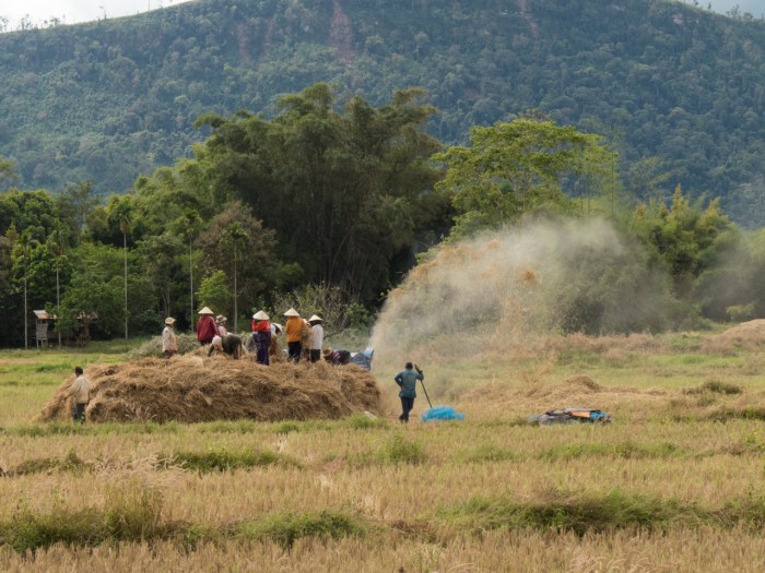 Rice Harvesting on the Boloven Plateau