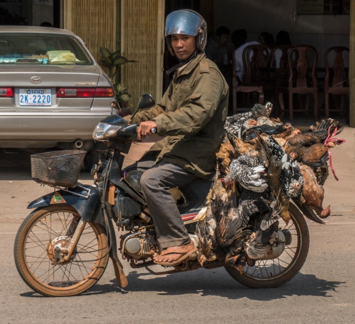 Chickens on a motobike