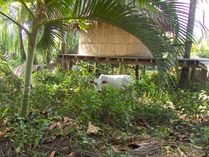 Cows come to each every day