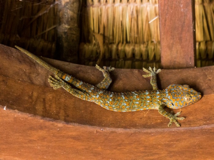 This  Ghecko lives in our Yurt