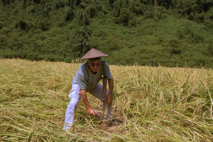 Michel cutting rice