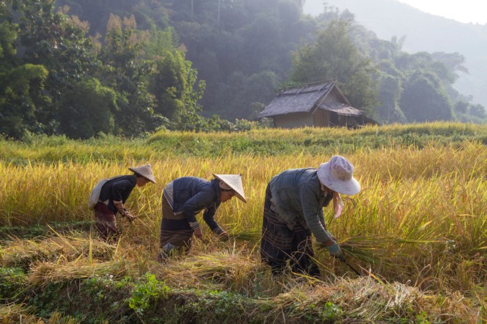 Women working in the fields