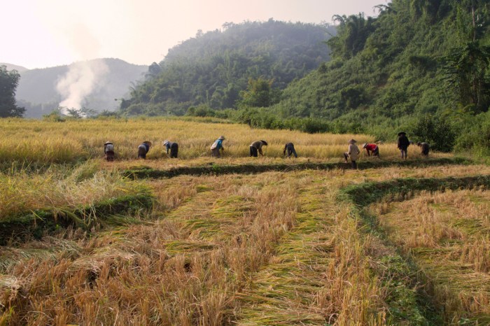 Harvesting Rice in the fields