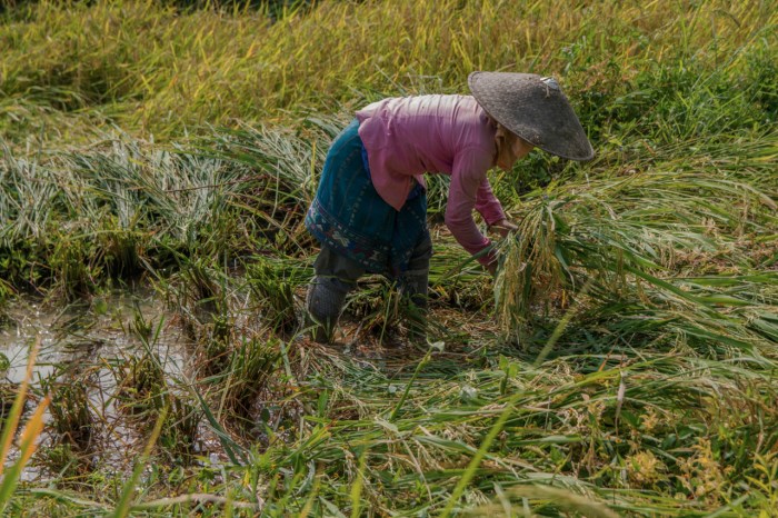 Standing in water cutting the rice